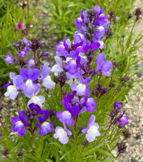 Maroška linaria Licilia Azure – Linaria maroccana – semena linarie – 100 kosov