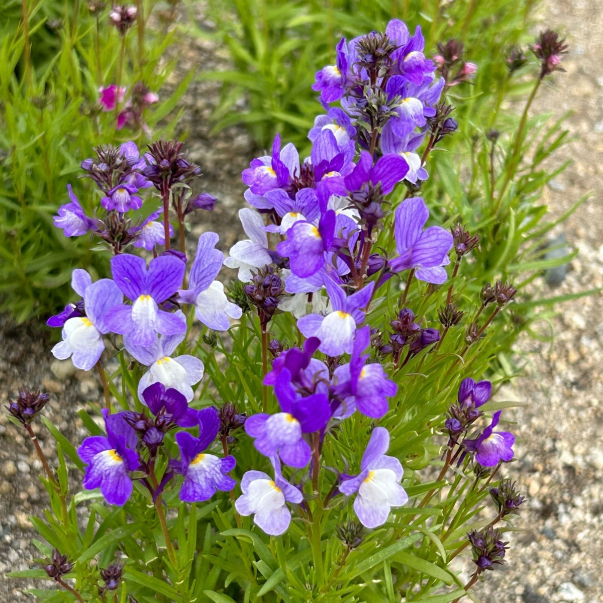 Maroška linaria Licilia Azure – Linaria maroccana – semena linarie – 100 kosov