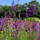 Maroška linaria Licilia Azure – Linaria maroccana – semena linarie – 100 kosov