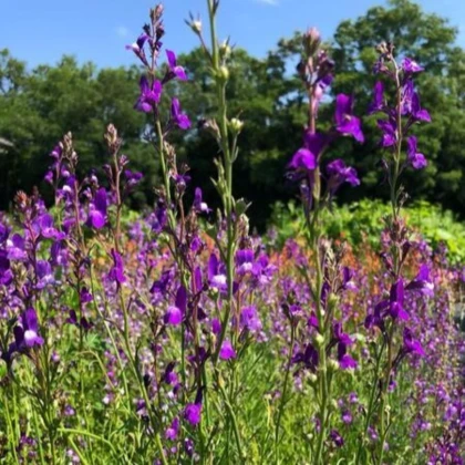 Maroška linaria Licilia Azure – Linaria maroccana – semena linarie – 100 kosov