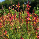 Lnice marocká Licilia Peach - Linaria maroccana - semena lnice - 30 ks