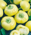 Letna paprika Jablina F1 – Capsicum annuum – semena paprike – 10 kosov