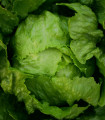 Ledena solata Stamir – Lactuca sativa L. var. capitata – semena solate – 300 kosov