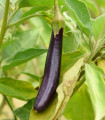 Jajčevec Klasik – Solanum melongena – semena jajčevca – 50 kosov