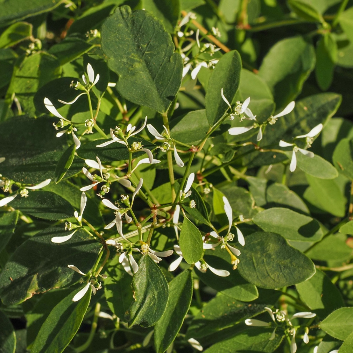 Pryšec trávovitý Glitz F1 - Euphorbia graminea - semena pryšce - 12 ks