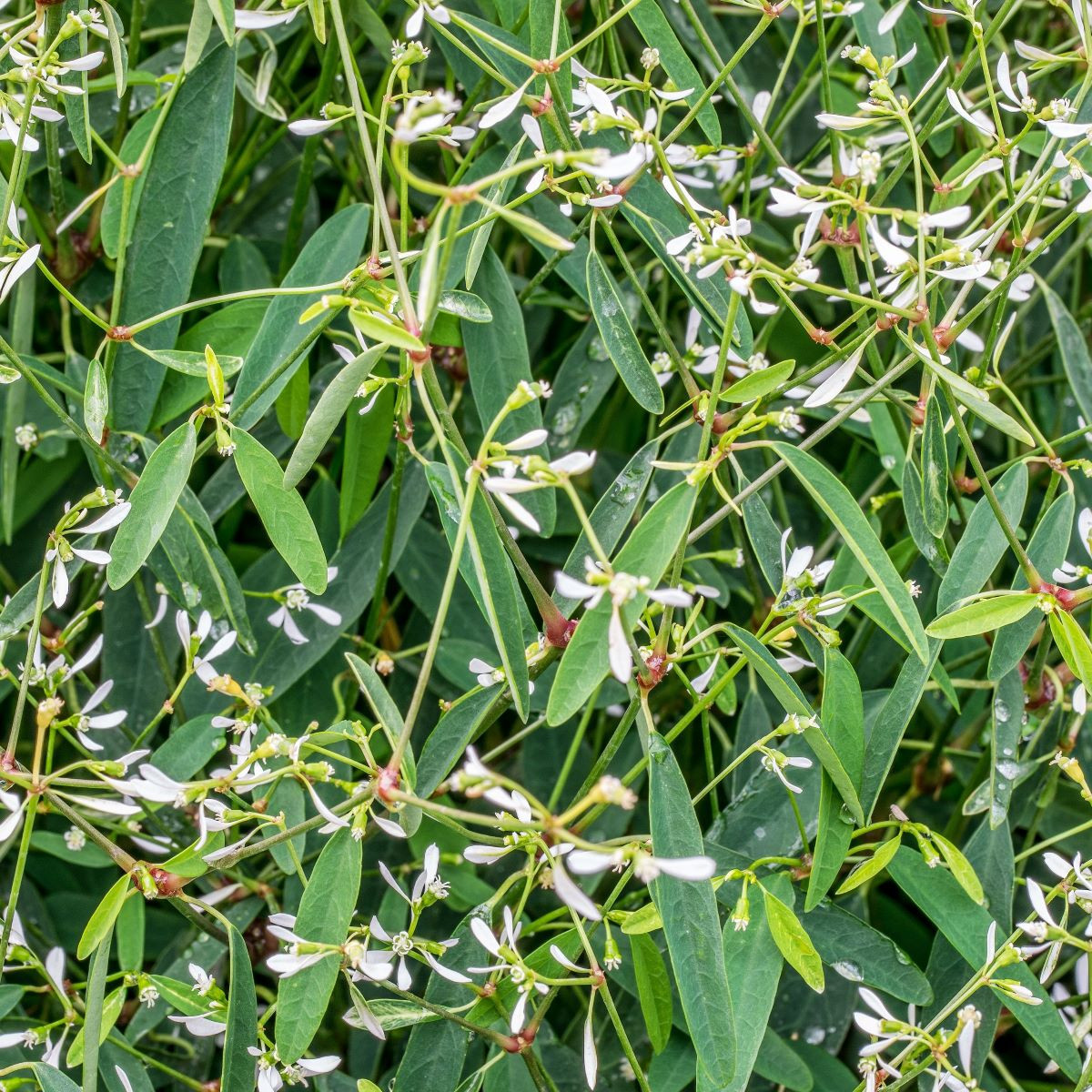Pryšec trávovitý Glamour F1 - Euphorbia graminea - semena pryšce - 12 ks
