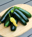 Bučka Sandokan F1 – Cucurbita pepo – semena bučk – 8 kosov