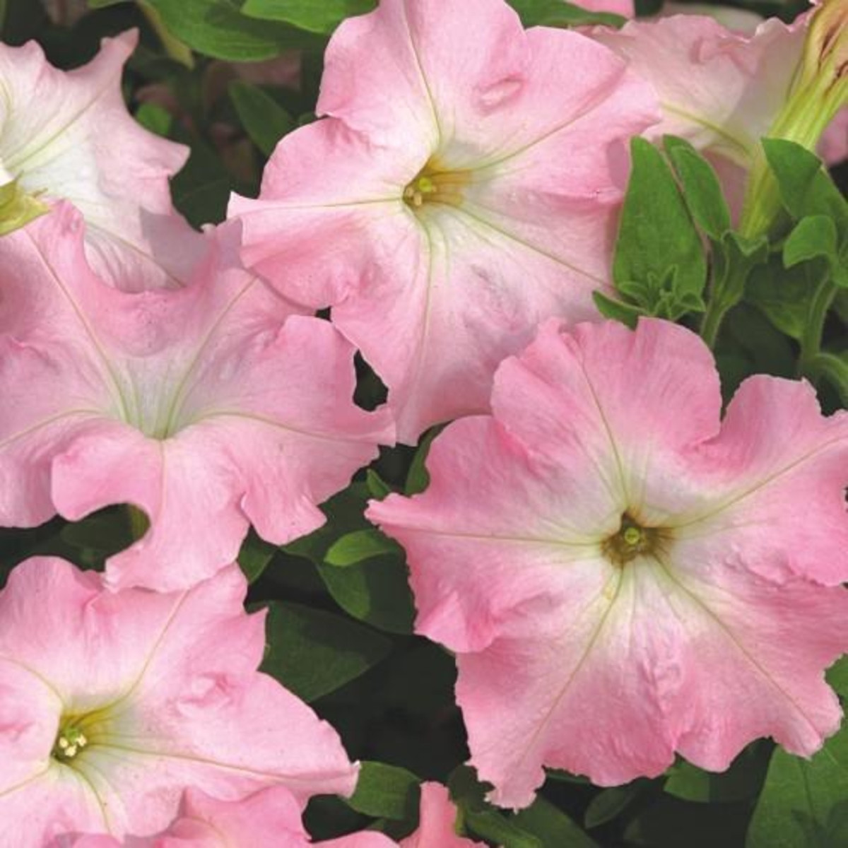 Petúnie Mistral Pearly F1 - Petunia grandiflora - semena petúnie - 15 ks