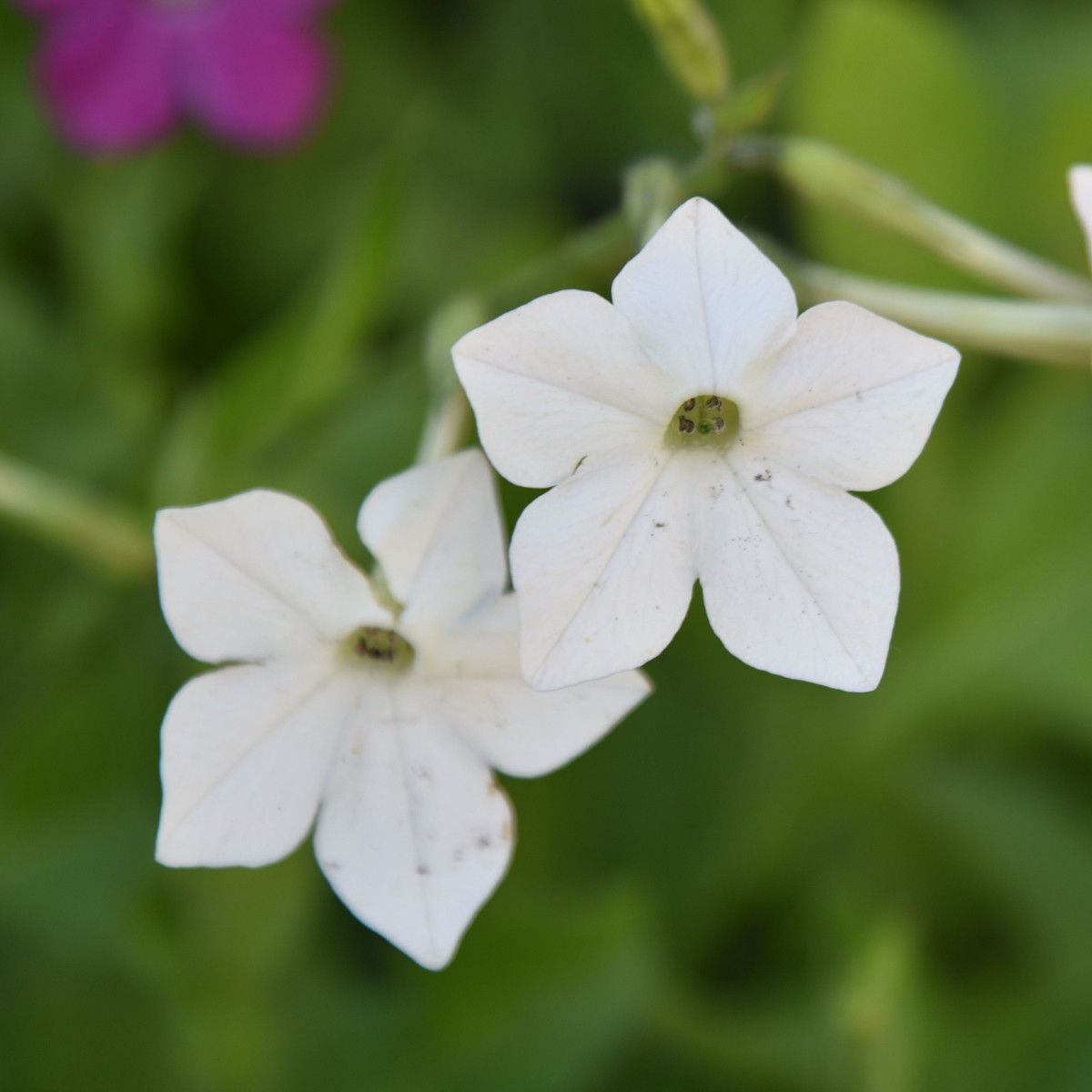 Tabák Perfume White F1 - Nicotiana - semena tabáku - 50 ks