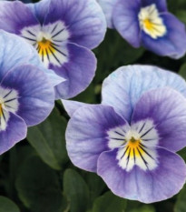 Rogata vijolica Sorbet Lavender Pink - Viola cornuta - semena vijolice - 20 kosov