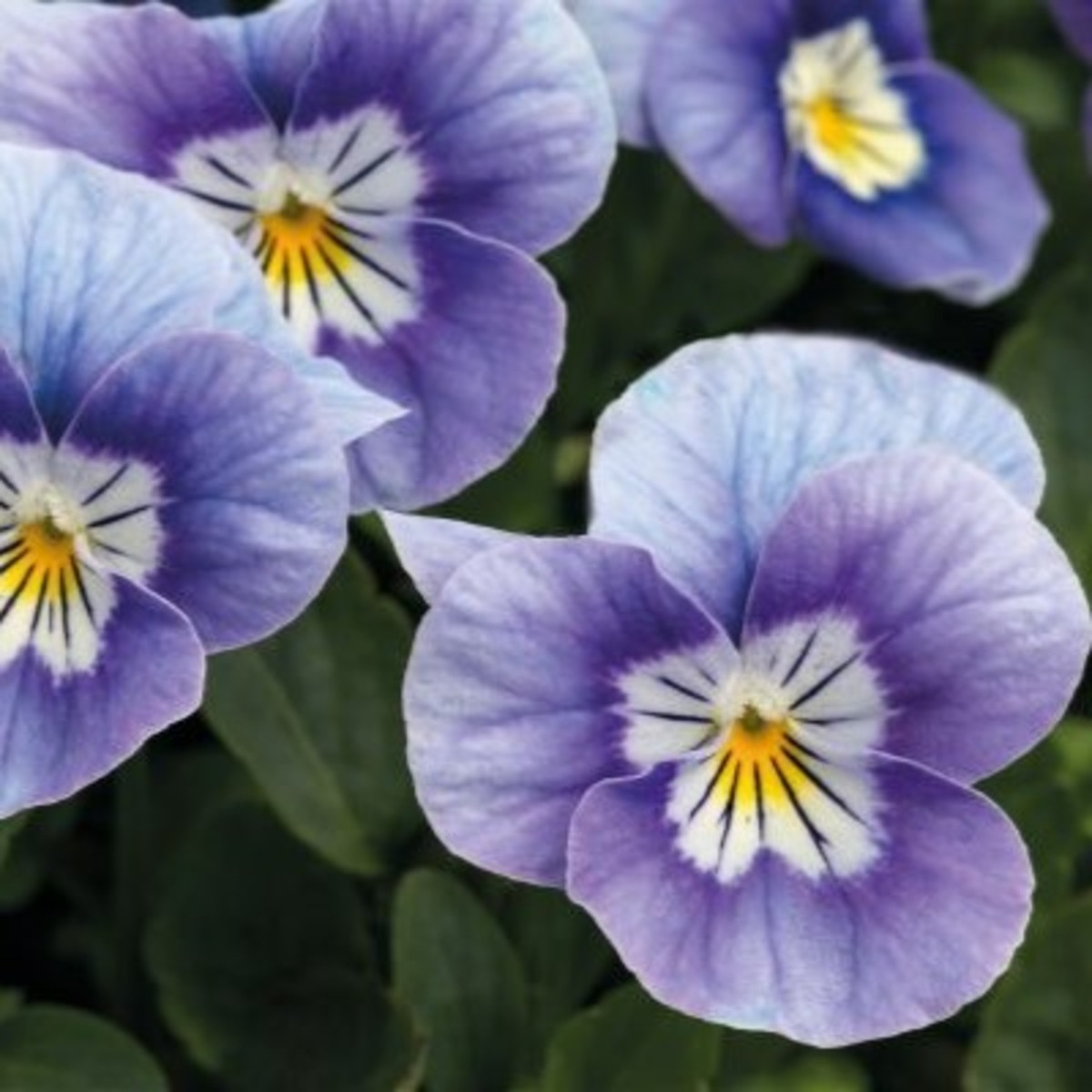 Rogata vijolica Sorbet Lavender Pink - Viola cornuta - semena vijolice - 20 kosov