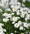 Bertrám Perla – Achillea ptarmica – semena rmanja – 200 kosov