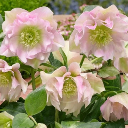 Čemeřice plnokvětá Ellen růžová - Helleborus double - prostokořenné sazenice čemeřice - 1 ks