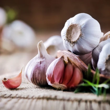 Sadbový česnek Morado de Cuenca - Allium sativum - nepaličák - cibule česneku - 1 balení