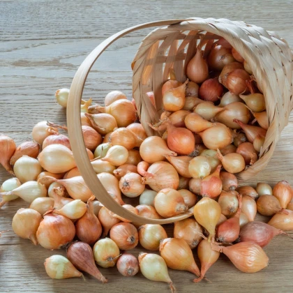 BIO Cibule sazečka Štutgart - Allium cepa - bio cibulky - 250 g