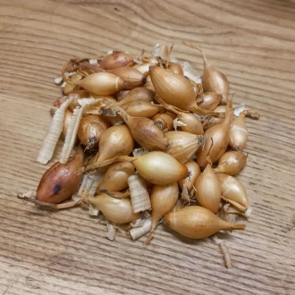 BIO Cibule sazečka Sturon - Allium cepa - bio cibulky - 250 g