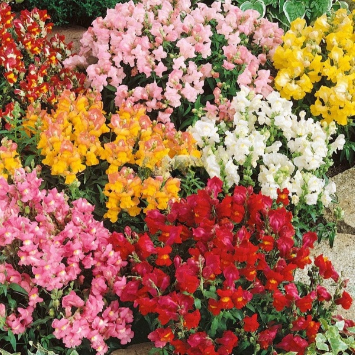 Hledík větší Tom Pouce - Antirrhinum majus L. - semena hledíku - 300 ks
