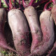 BIO Řepa červená Formanova - Beta vulgaris - bio semena řepy - 50 ks
