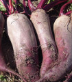 BIO rdeča pesa Formanova – Beta vulgaris – ekološka semena pese – 50 kosov