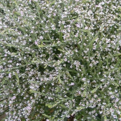 Suchobýl tatarský - Limonium tataricum - semena suchobýlu - 50 ks