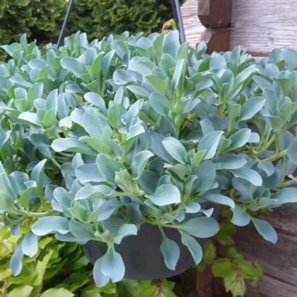 Plícněnka přímořská Silver Ocean blue - Mertensia maritima - semena plícněnky - 50 ks