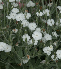 Kronasta zvezdica – Lychnis coronaria – semena kronaste zvezdice – 100 kosov
