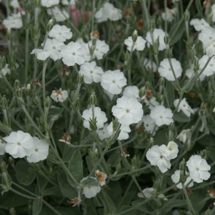 Kronasta zvezdica – Lychnis coronaria – semena kronaste zvezdice – 100 kosov