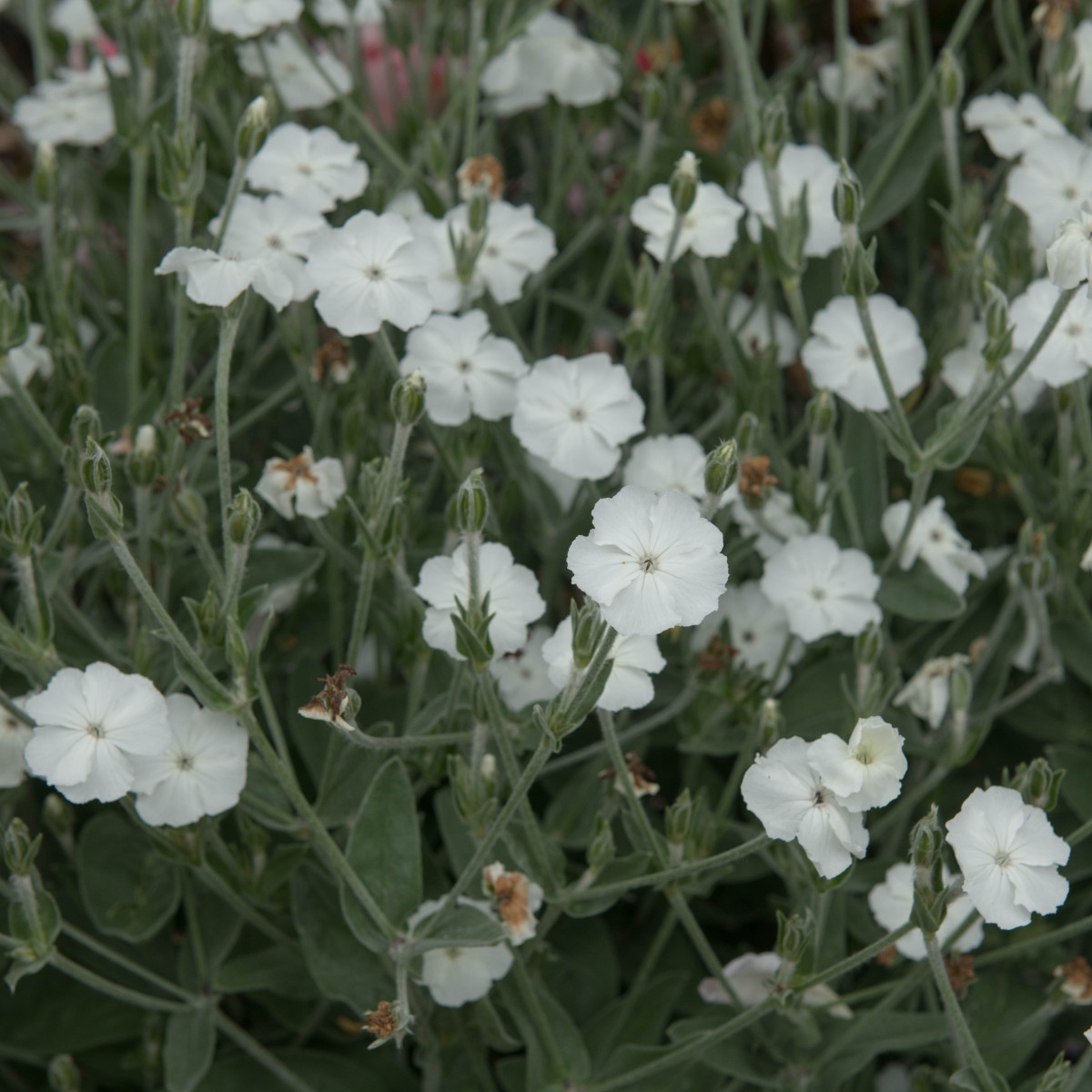 Kronasta zvezdica – Lychnis coronaria – semena kronaste zvezdice – 100 kosov