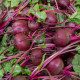 BIO Červená řepa Boro F1 - Beta vulgaris - semena řepy - 50 ks