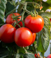Paradižnik Rentita - Solanum lycopersicum - semena paradižnika - 15 kosov