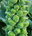 BIO cvetača Igor F1 – Brassica oleracea – semena cvetače – 20 kosov