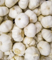 Semen česen Messidrome bel - Allium sativum - nepaličar - čebula česna - 1 pakiranje