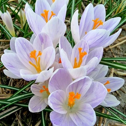 Krokus Candlelight - Crocus - hlízy krokusu - 3 ks