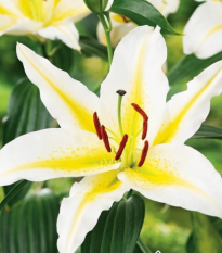 Lilie Bafferari - Lilium - cibule lilie - 1 ks