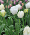 Tulipan Maureen – Tulipa – čebulice tulipanov – 3 kos