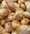 Sazečka Augusta – Allium cepa – čebulice – 250 g