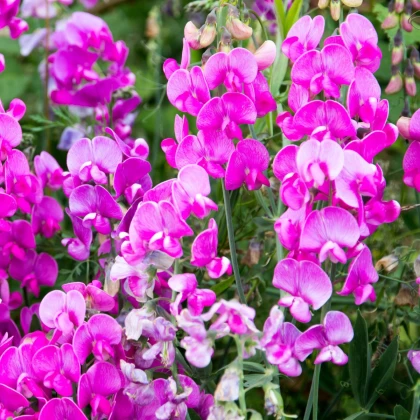 Dišeči grahor rožnat - Lathyrus odoratus - gojenje