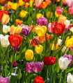 Mešanica tulipanov – Tulipa mix – čebulice tulipanov – 15 kosov