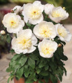 Pivonja Patio Madrid – Paeonia – gomolji pivonje – 1 kos