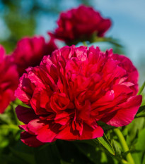 Pivoňka Felix Crouse - Paeonia lactiflora - hlízy pivoňky - 1 ks