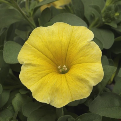 Petchoa Caliburst Yellow - Petchoa Caliburst - semena petchoa - 8 ks