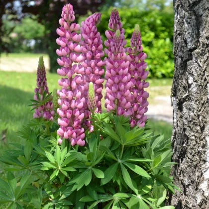 Lupina mnoholistá Mini Gallery Pure Pink - Lupinus polyphyllus - semena lupiny - 12 ks