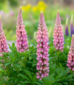 Lupina večlistna Gallery Pink Shades – Lupinus polyphyllus – semena lupine – 20 kosov
