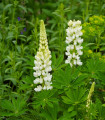 Lupina večlistna Gallery White Shades – Lupinus polyphyllus – semena lupine – 20 kosov