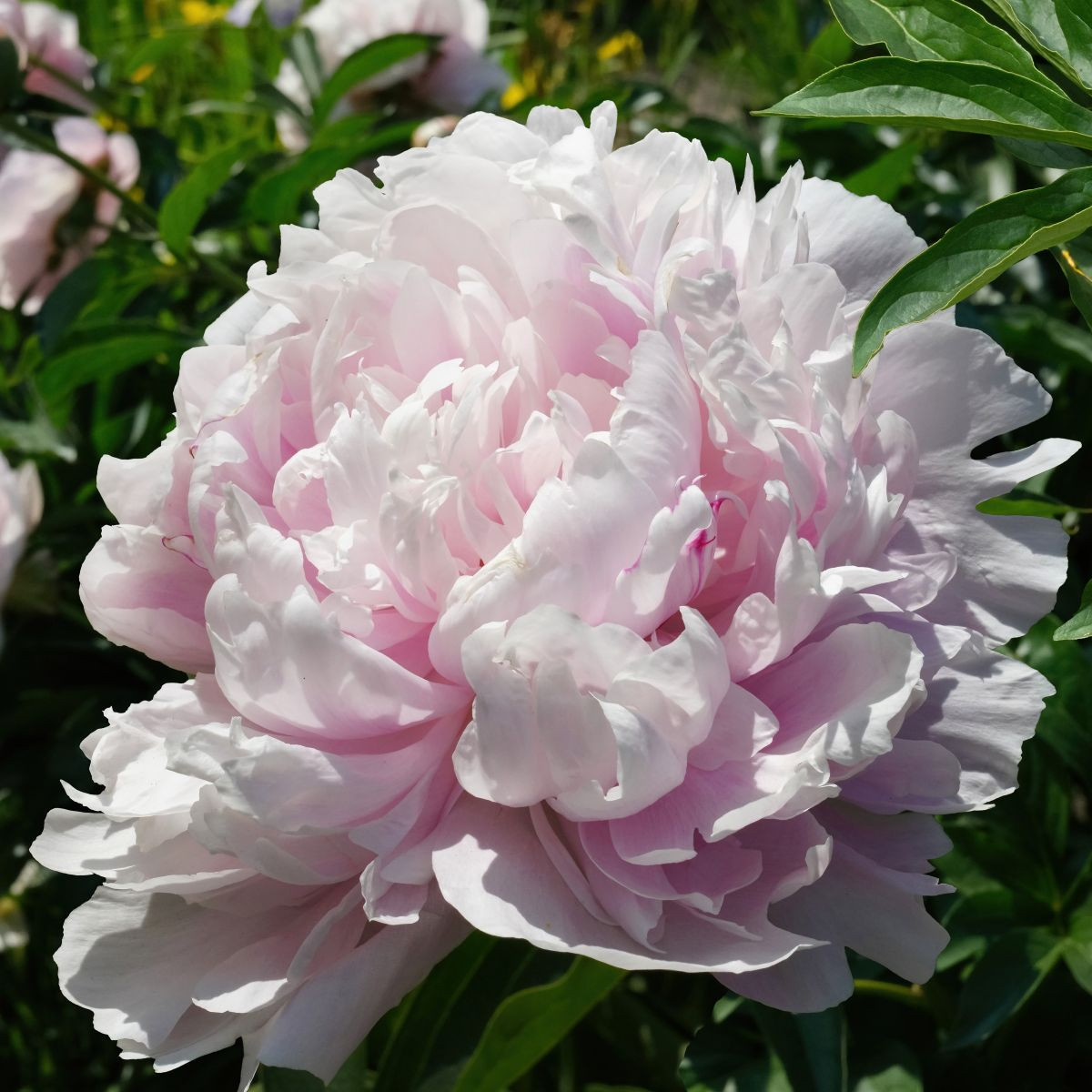 Pivoňka The Fawn - Paeonia lactiflora - hlízy pivoňky - 1 ks