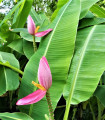 Rožnata banana - Musa ornata - semena banane - 3 kosi