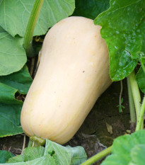 Tykev Jupiter F1 - Cucurbita pepo - semena tykve - 6 ks