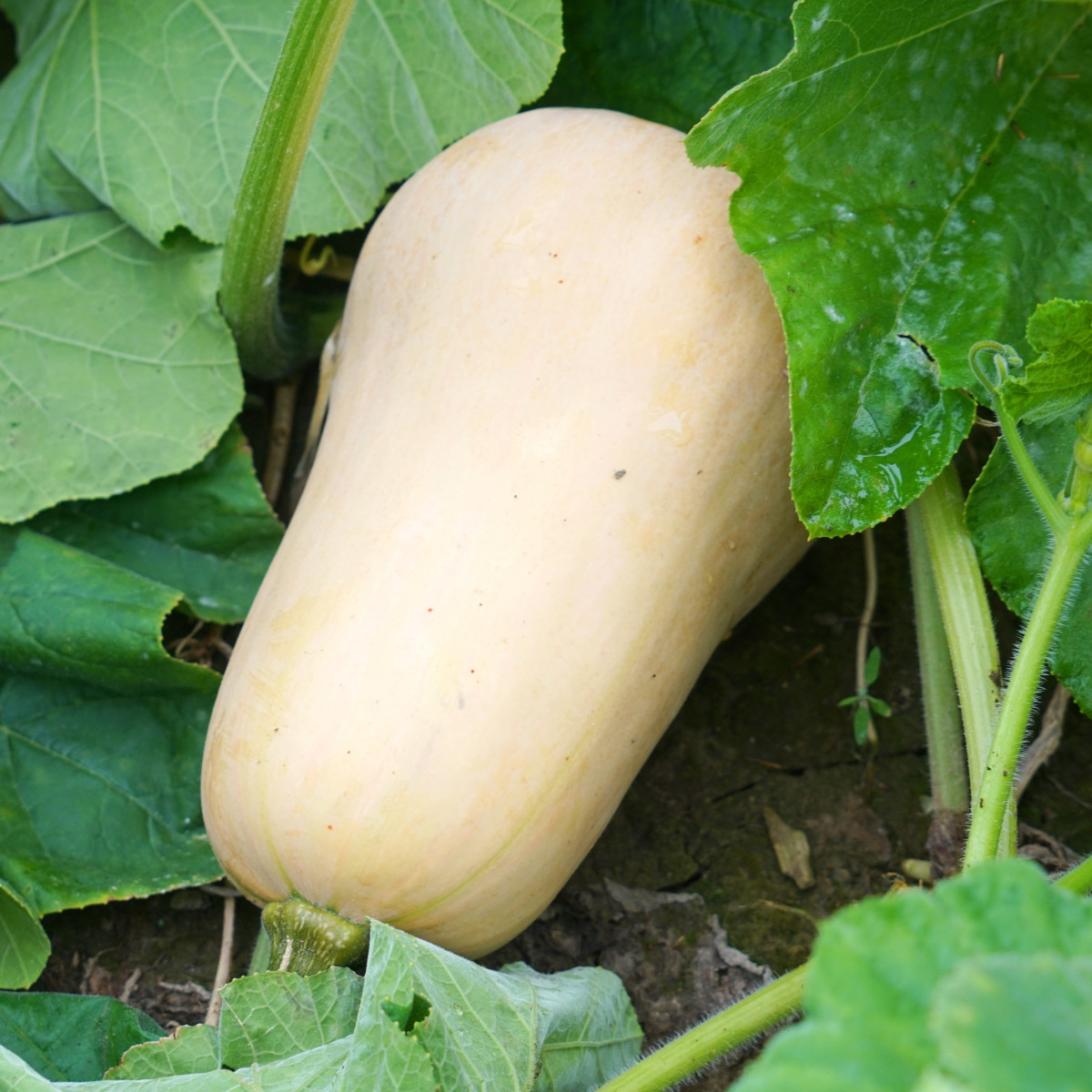 Tykev Jupiter F1 - Cucurbita pepo - semena tykve - 6 ks