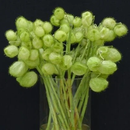 Ostnoplod Lví koule - Gomphocarpus physocarpus - semena ostnoplodu - 30 ks