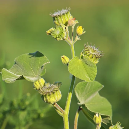 Mračňák Theophrastův - Abutilon theophrasti - semena mračňáku - 40 ks